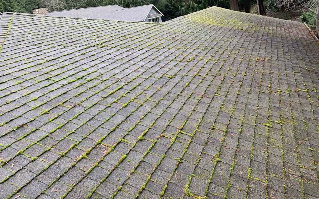 moss covering entire roof and needs removing by Rainier