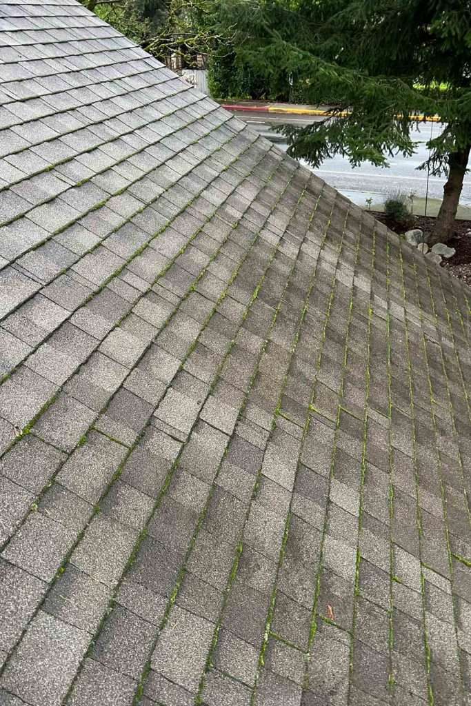 Tacoma Roof Cleaning