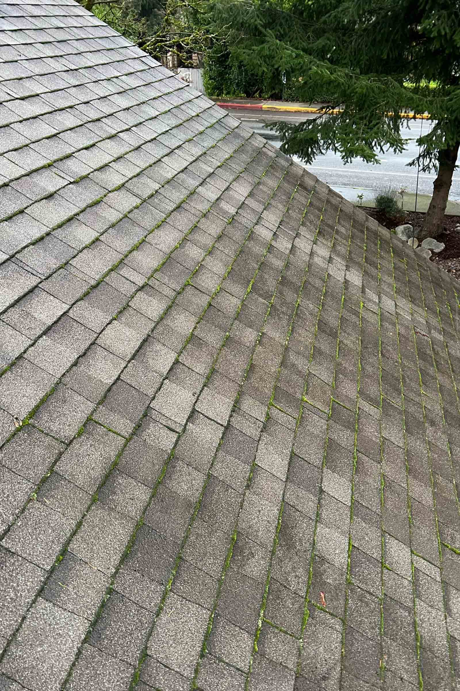Rainier Window, Roof Cleaning, Moss Removal and Gutter Cleaning | There’s Moss on My Roof! 